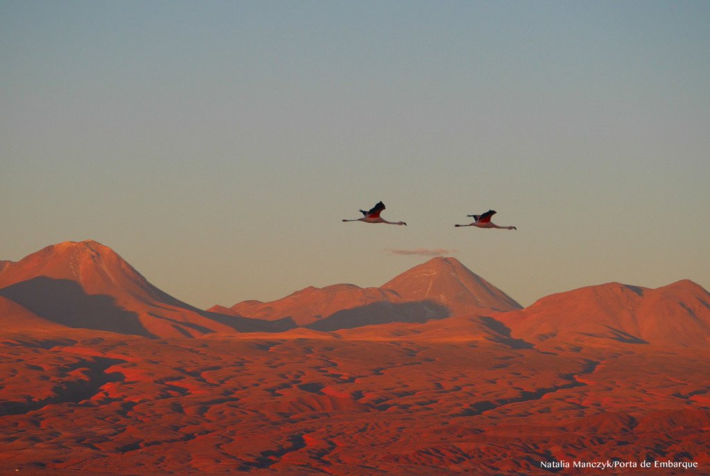 O salar de Atacama é cheio de flamingos: quem sabe você também veja alguns voando no pôr do sol? O salar de Atacama é cheio de flamingos: quem sabe você também veja alguns voando no pôr do sol?