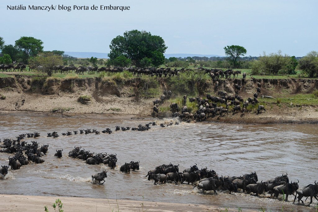 Migração dos animais no Serengueti, Tanzania, quando ir Migração dos animais no Serengueti, Tanzania, quando ir