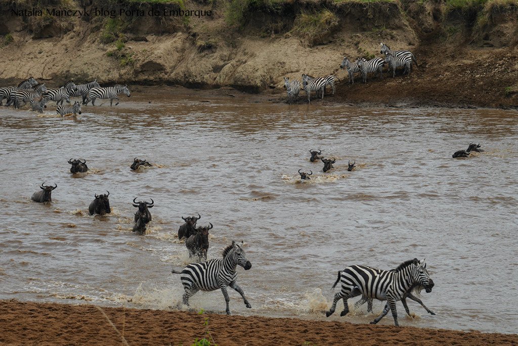 Migração dos animais no Serengueti, Tanzania, quando ir Migração dos animais no Serengueti, Tanzania, quando ir