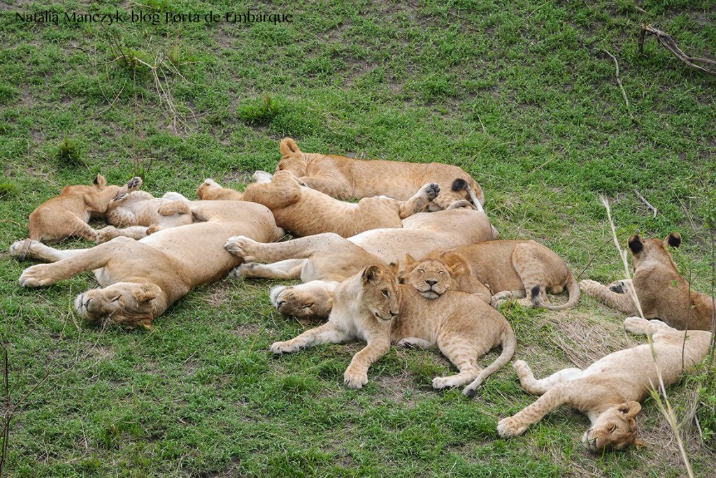 Animais no Serengueti, na Tanzania, quando ir Animais no Serengueti, na Tanzania, quando ir