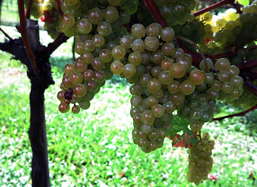 Uvas chardonnay na Aurora_uvas fazem espumante da Serra Gaucha Uvas chardonnay na Aurora_uvas fazem espumante da Serra Gaucha